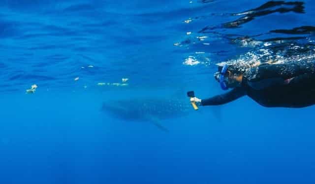 blog-whaleshark-tiburon ballena-buzo-gopro-1200x600-1-1
