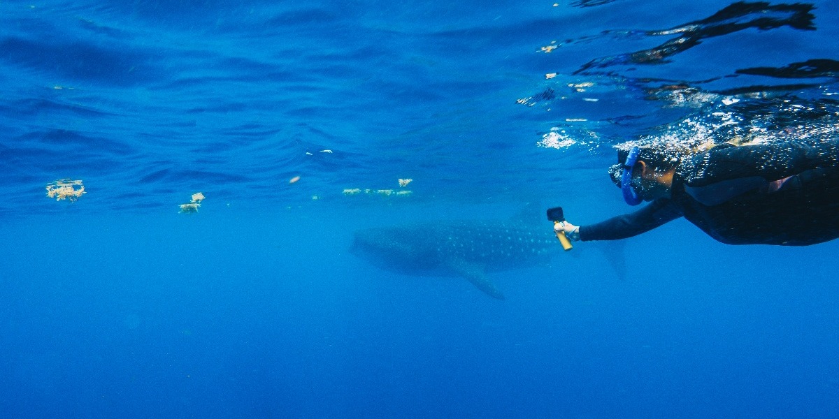 Hombre practicando snorkel con una GoPro junto al tiburón ballena