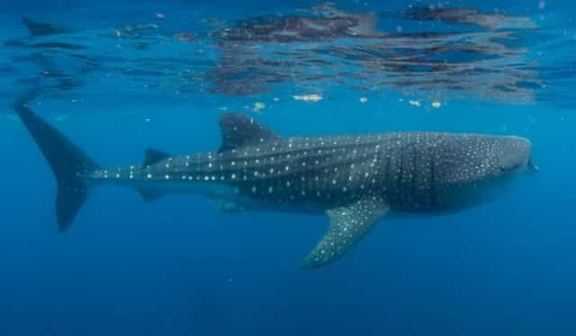 blog-whaleshark-tiburon ballena-submarino-1200x600-1-1