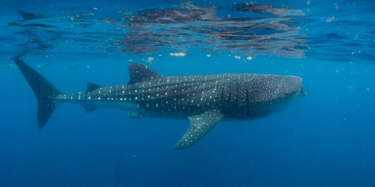 Underwater shot of the magestic whale shark