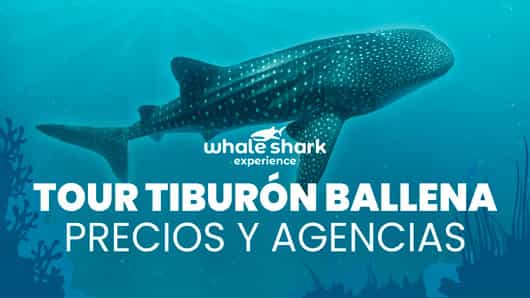 ¿Dónde comprar el tour del Tiburón Ballena en Cancún? Precios y opciones