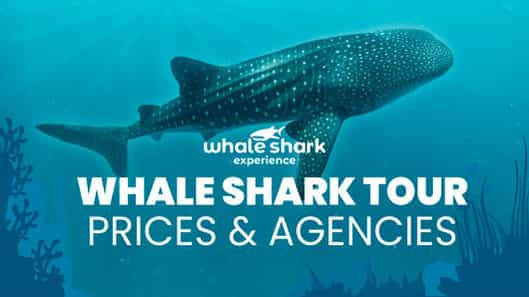 Where to Buy Whale Shark Tour in Cancun? Prices and Options