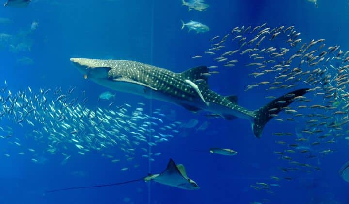 Whale shark with a manta ray and fishes