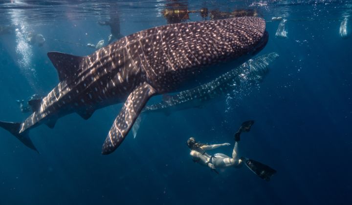 person snorkeling with whale shark