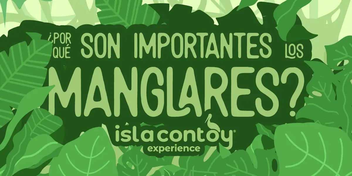 ¿por qué son importantes los manglares?