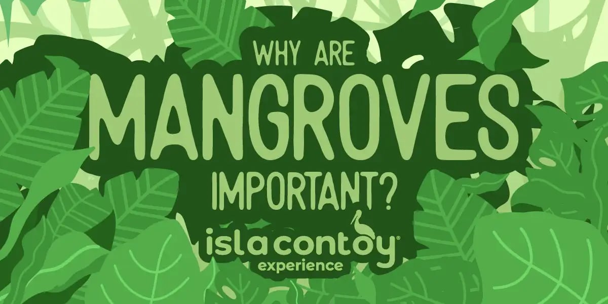 ¿why are mangroves imporant?