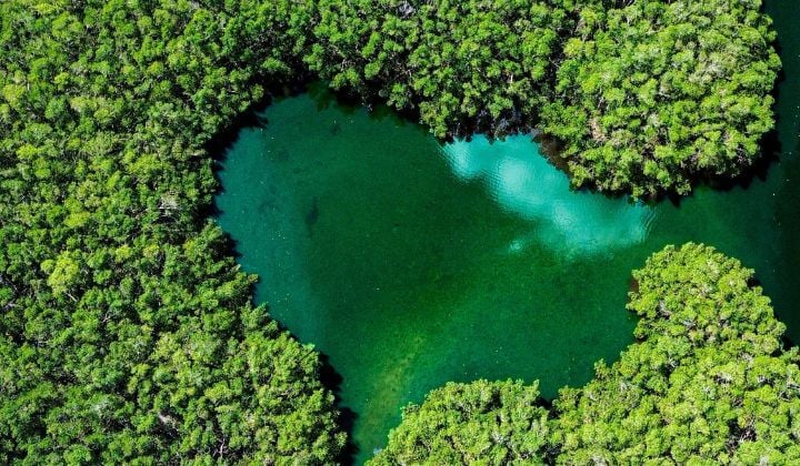 manglar desde el aire