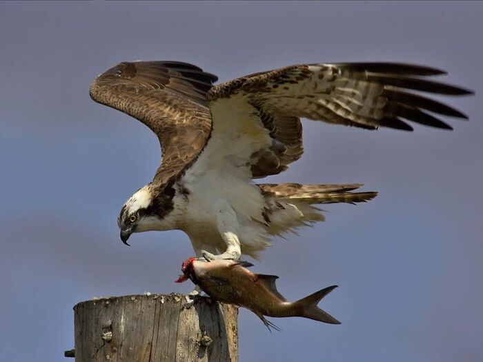 Águila Pescadora (1)