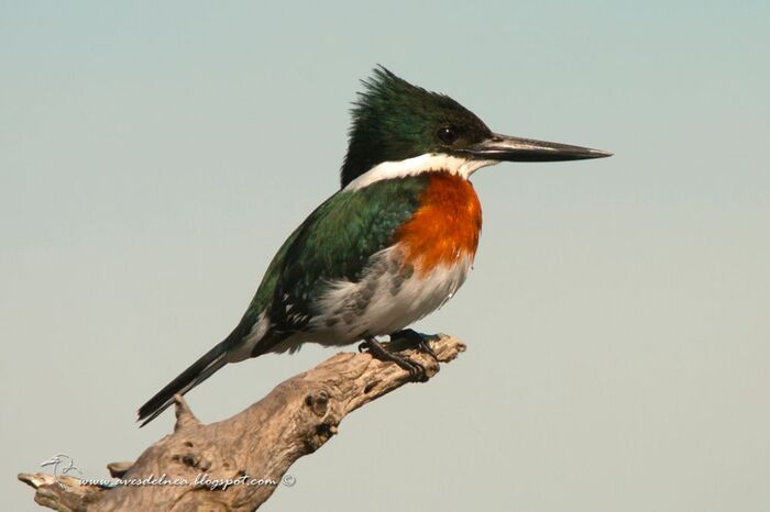 Martín Pescador Verde (1)