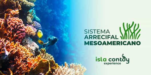 Descubre la importancia del Sistema Arrecifal Mesoamericano del Caribe