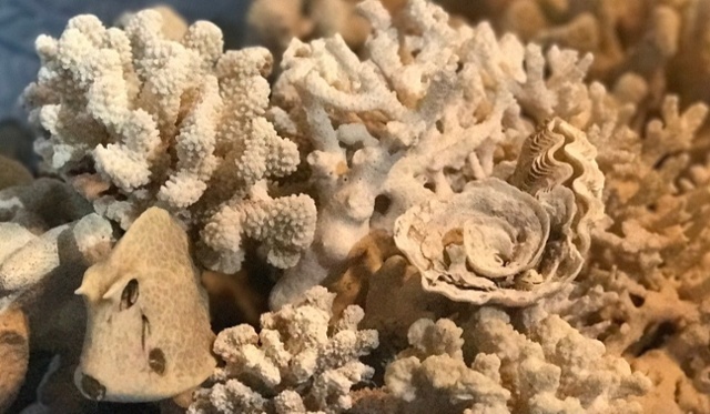 arrecife-blanco-1200x600-1-1