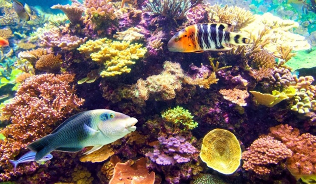 arrecife-coral-peces-1200x600-1-1