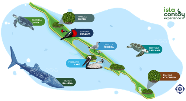 4 mapa de isla contoy-1-1