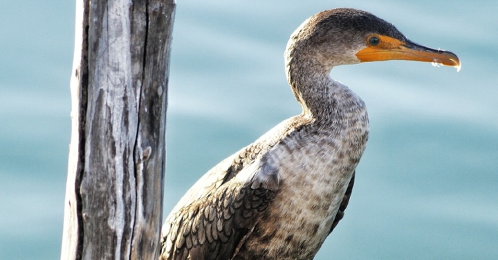 Cormoran II-jpeg-1-1-1