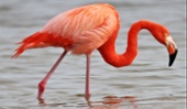 Flamenco americano (Phoenicopterus ruber)-1-1