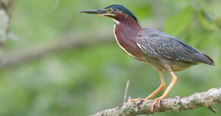 Garcita Verde II-jpg-1-1