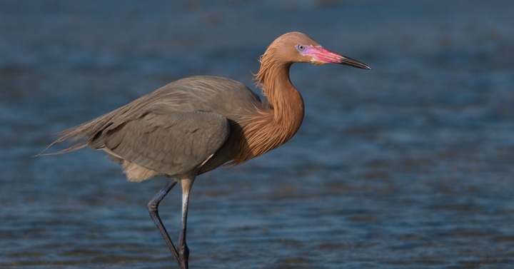 Garza rojiza III-jpg-1-1