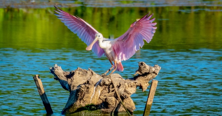 Garza rosada III-jpg-1-1