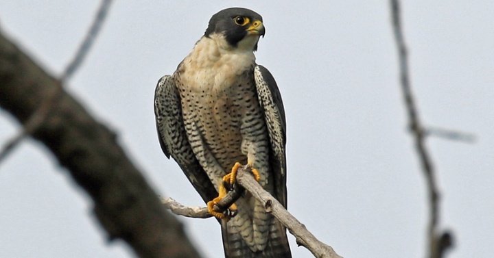 Halcón peregrino