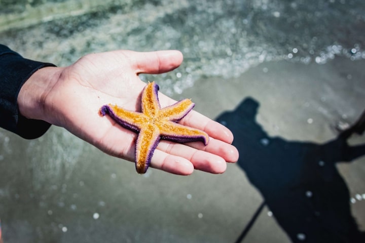 Estrella de mar en la mano de una persona