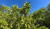 Mangle blanco (Laguncularia racemosa)&nbsp;-1