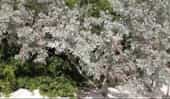 Mangle botoncillo (Conocarpus erectus)-1-1