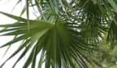 Palma chit (Thrinax radiata)