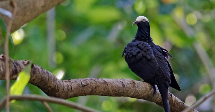 Paloma Corona Blanca II-jpg-1-1