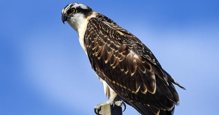 Pandion haliaetus II-jpg-1-1