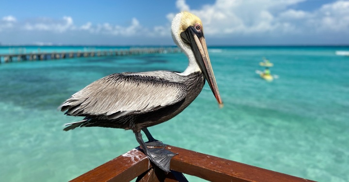 Pelicano pardo II-jpg-1-1