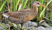 Rascón picudo (Rallus longirostris)&nbsp;-1-1