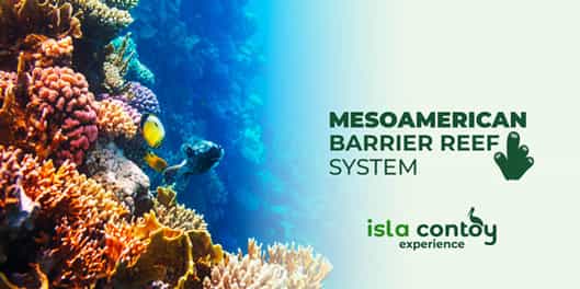 The Importance of the Mesoamerican Barrier Reef System