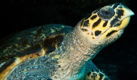 Tortuga carey (Eretmochelys imbricata)