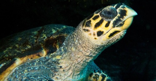 carey-turtle-isla-contoy-jpg-1