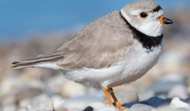 Chorlo chiflador (Charadrius melodus)