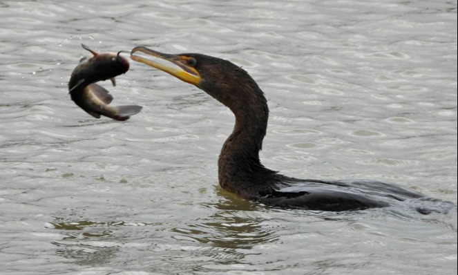 cormoran-orejon