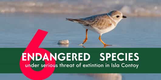 6 Endangered Species on Isla Contoy: A Call to Action for Conservation