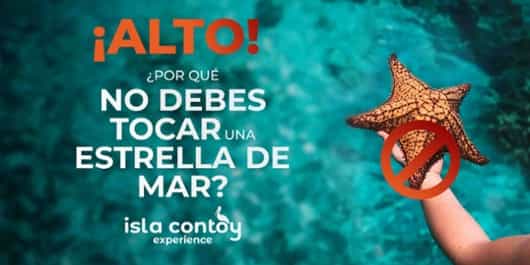 ¡Alto! ¿Por qué no debes tocar una estrella de mar?