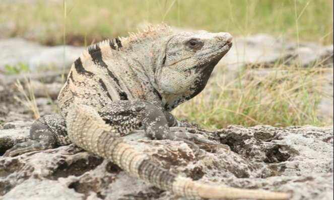 iguana-black