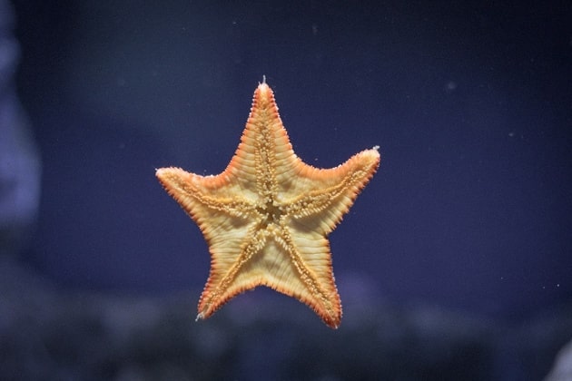Estrella de mar pegada a cristal