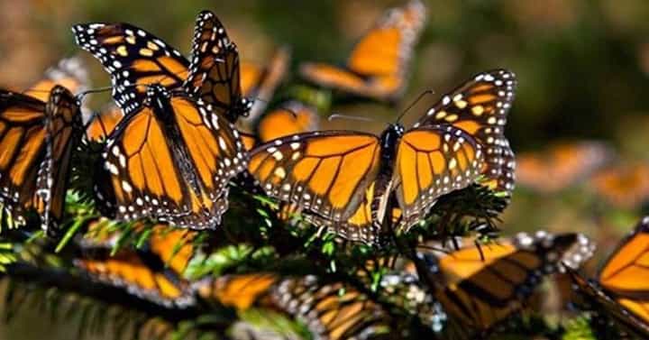 monarch-butterfly-ecoturism-jpg-1-1