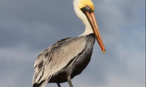 pelecanus-isla-contoy-mx-1