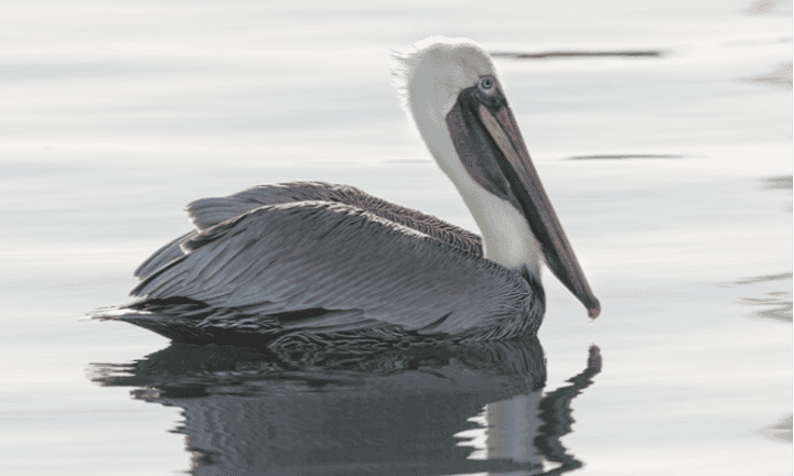 pelican-brown-mx-1