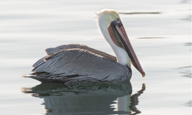 pelican-brown-mx