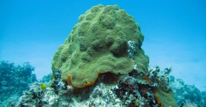 sea-sponges-isla-contoy-jpg-1-1