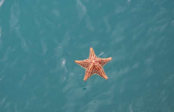 How Long Does a Starfish Live – Zen Ocean Zone