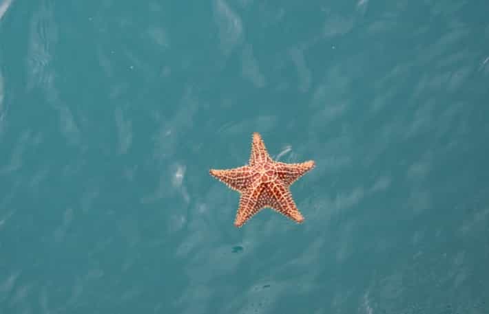 Estrella de mar en Isla Contoy