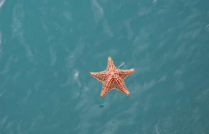 Do you starfish? They don't have a brain, still they survive