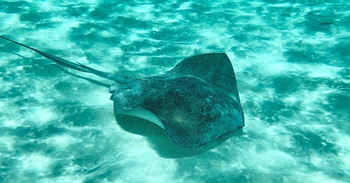 stingrays-isla-contoy-jpg-1-1