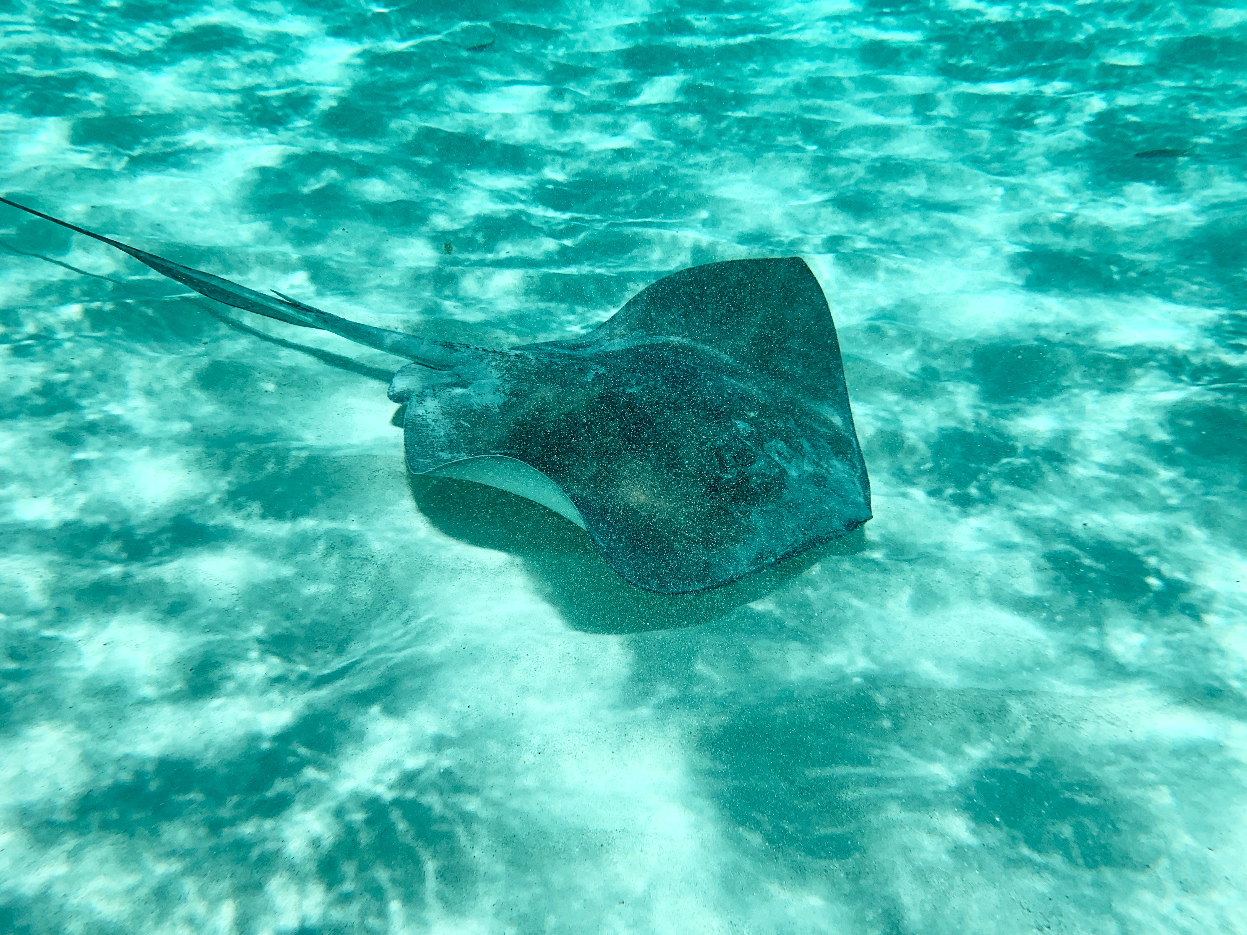stingrays-isla-contoy-jpg